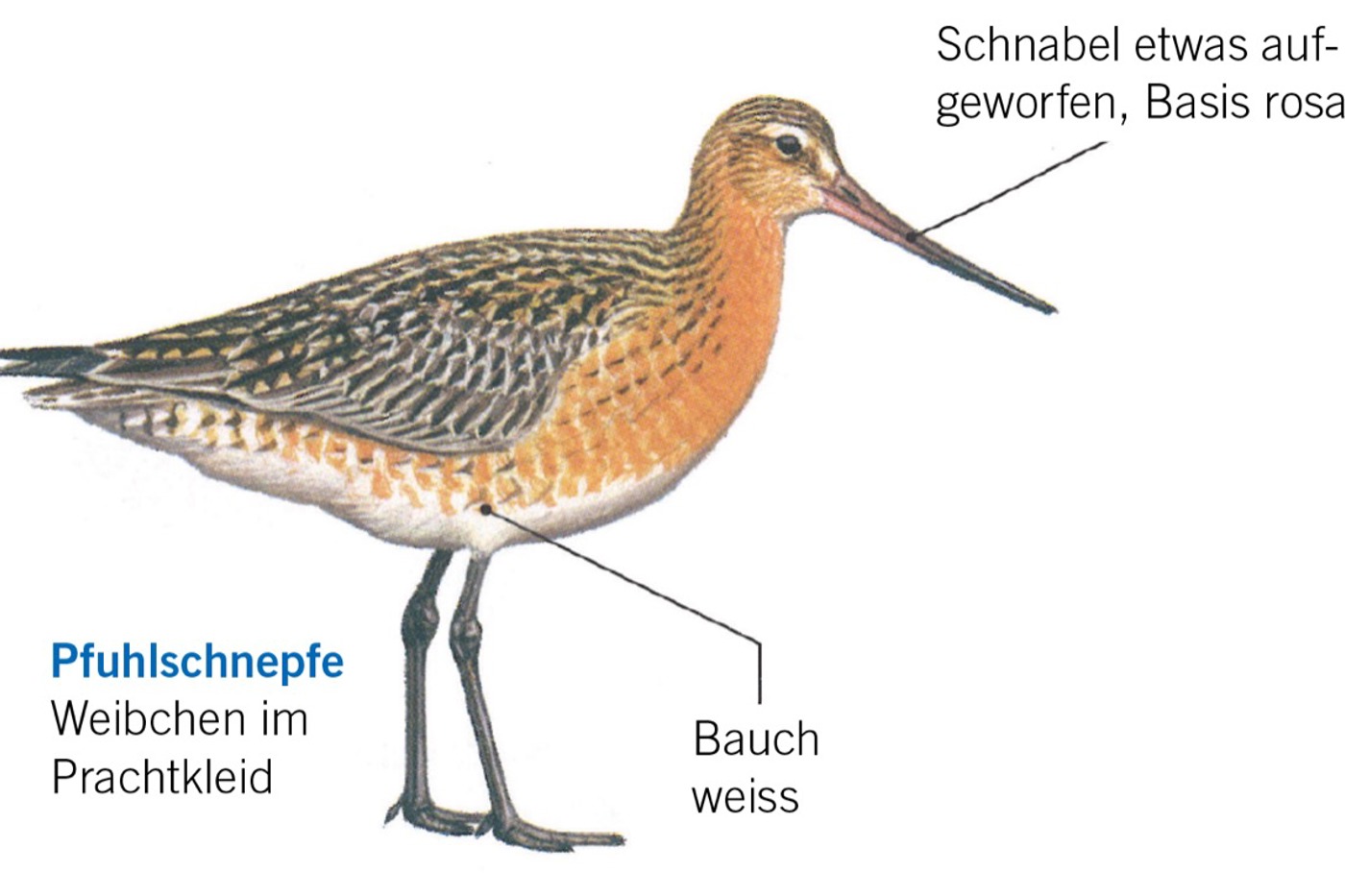 Pfuhlschnepfe. © François Desbordes (alle)
