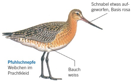 Ufer- und Pfuhlschnepfe