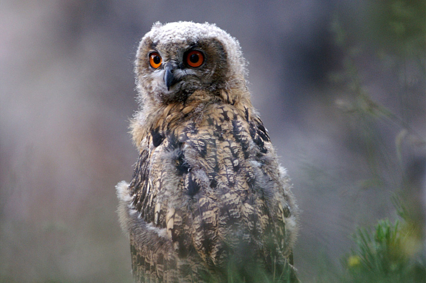 Dieser flügge Jungvogel ist gerade in der Bettelflugphase. Zwar trägt auch er zur Erholung des Uhubestands im Engadin bei, doch ist noch nicht sicher, ob sich der Bestand langfristig halten kann. © David Jenny