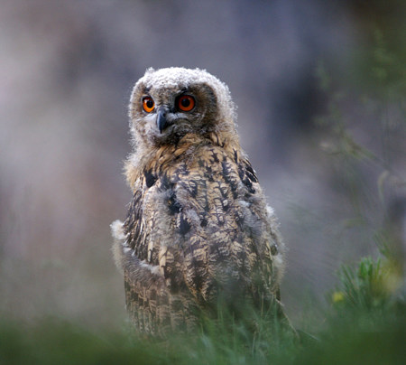 Uhus auf dem Rückzug?