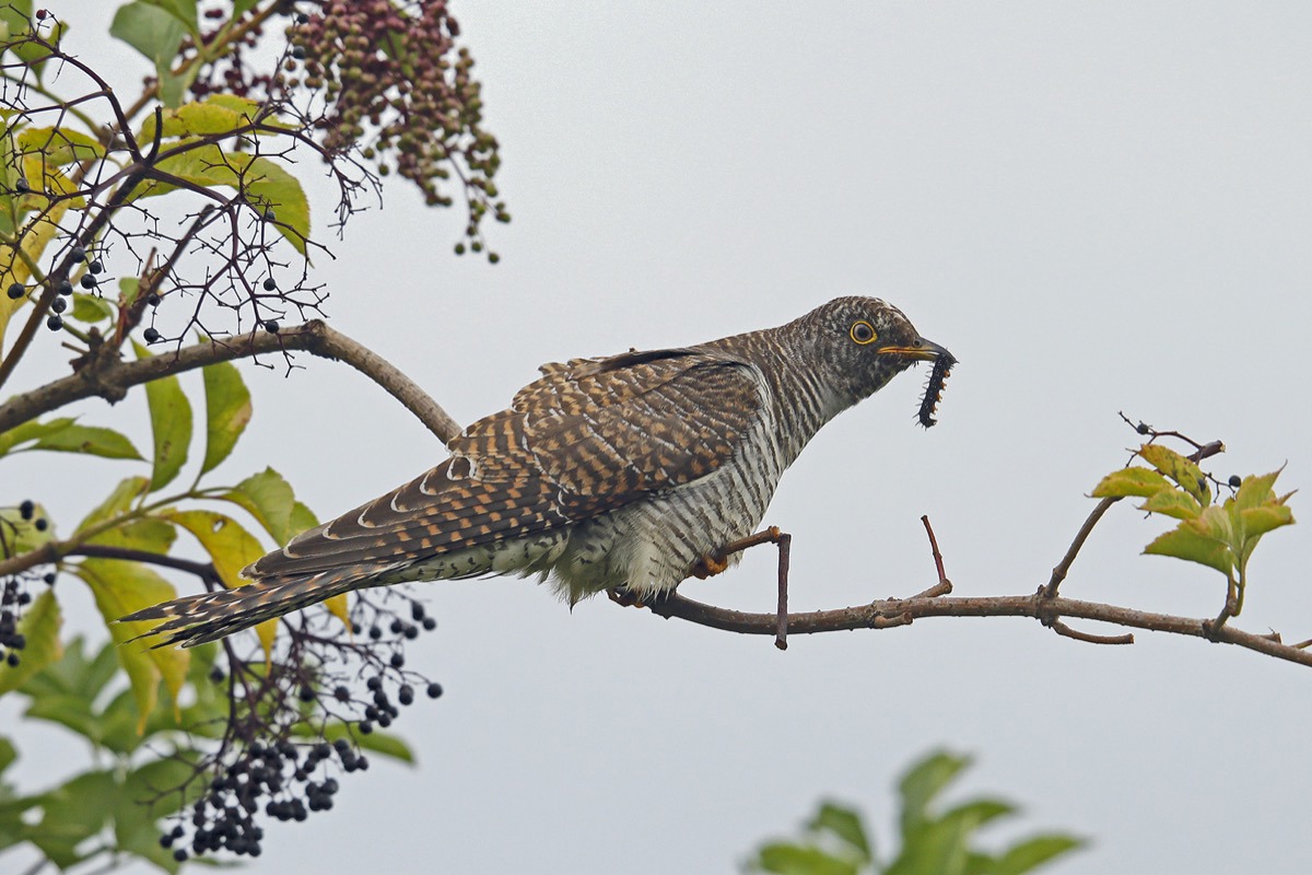 RE Kuckuck Ruediaeschlimann