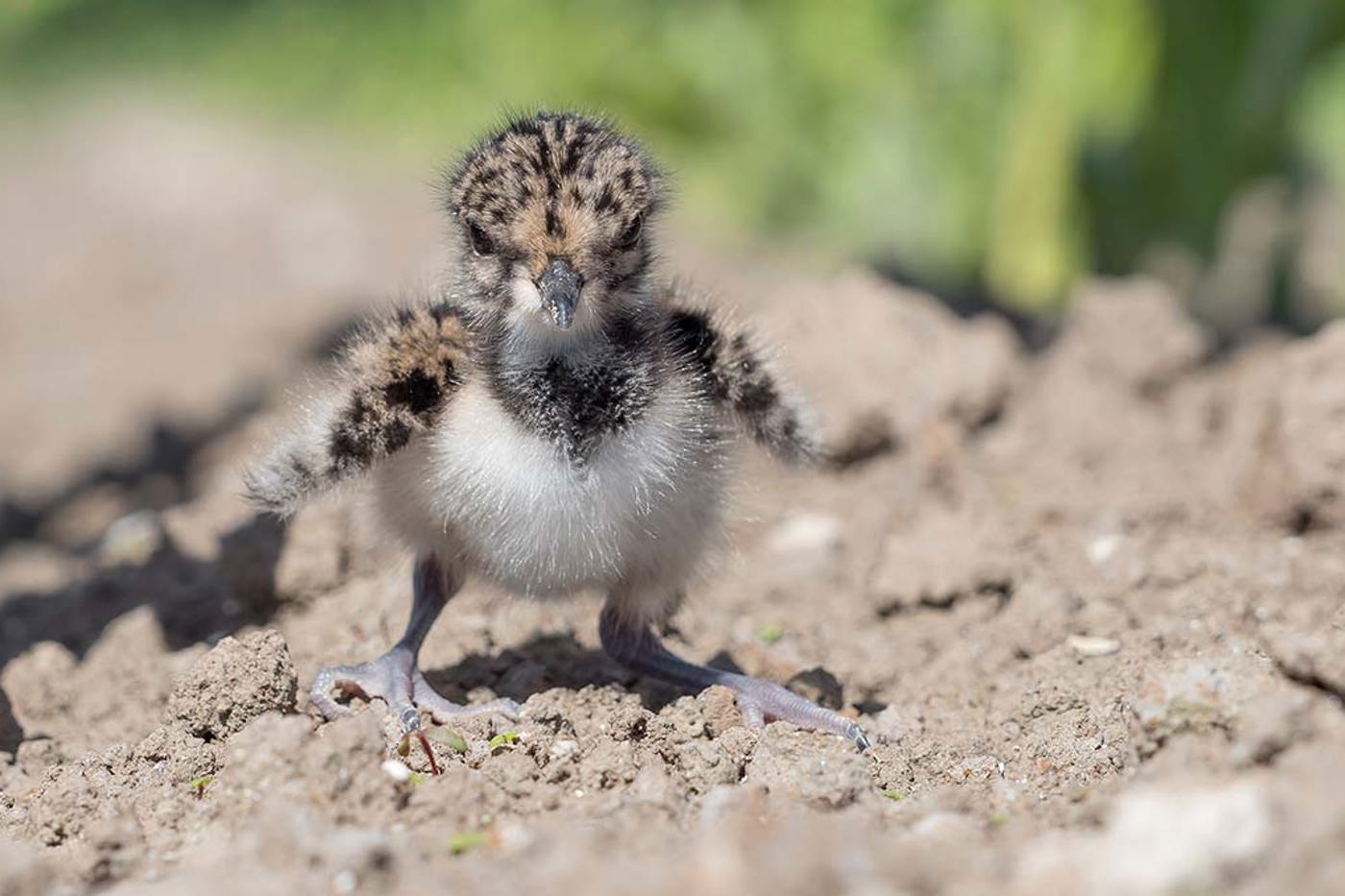Letztes Jahr wurden an 15 Standorten in der Schweiz 177 junge Kiebitze flügge – ein neuer Rekord. Dieser Jungvogel ist erst vor Kurzem geschlüpft. © Marcel Burkhardt
