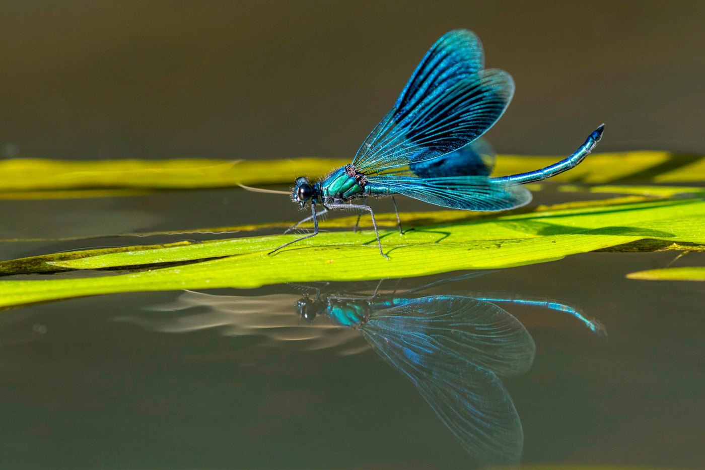 Libellen wie die Gebänderte Prachtlibelle verkörpern die perfekte Symbiose zwischen Wasser und Land. © Willi Rolfes/mauritius images