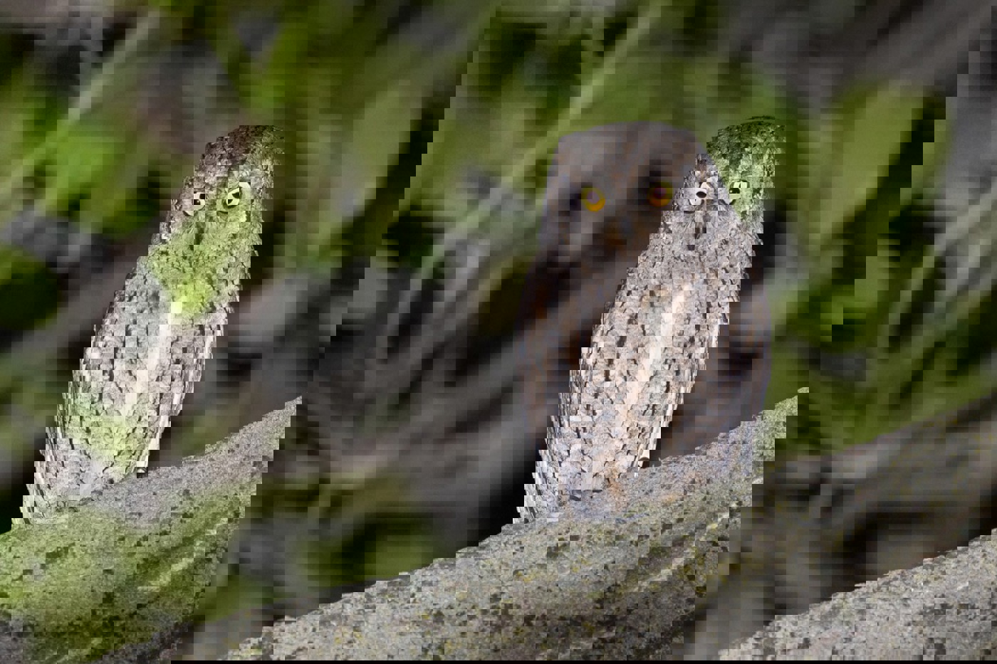 Aufgrund ihres rindenfarbenen Gefieders und ihrer Nachtaktivität ist die Zwergohreule schwierig zu beobachten. © BirdLife Schweiz 