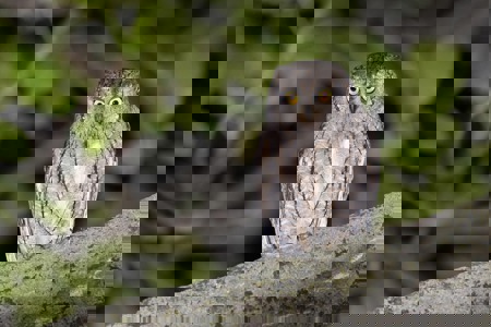 Die kleine Eule ennet des Gotthards