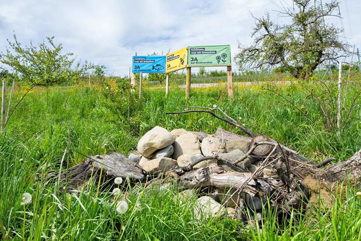 Mauren Hemischbüel