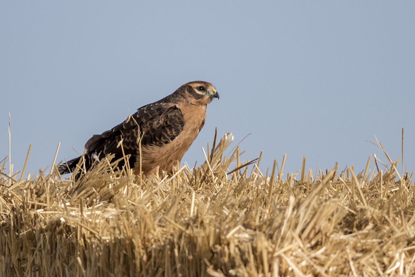 Ein Jungvogel sitzt am Boden und wartet auf seine Mutter. Er muss erst noch lernen, wie man fliegt und jagt. © Martin Schuck