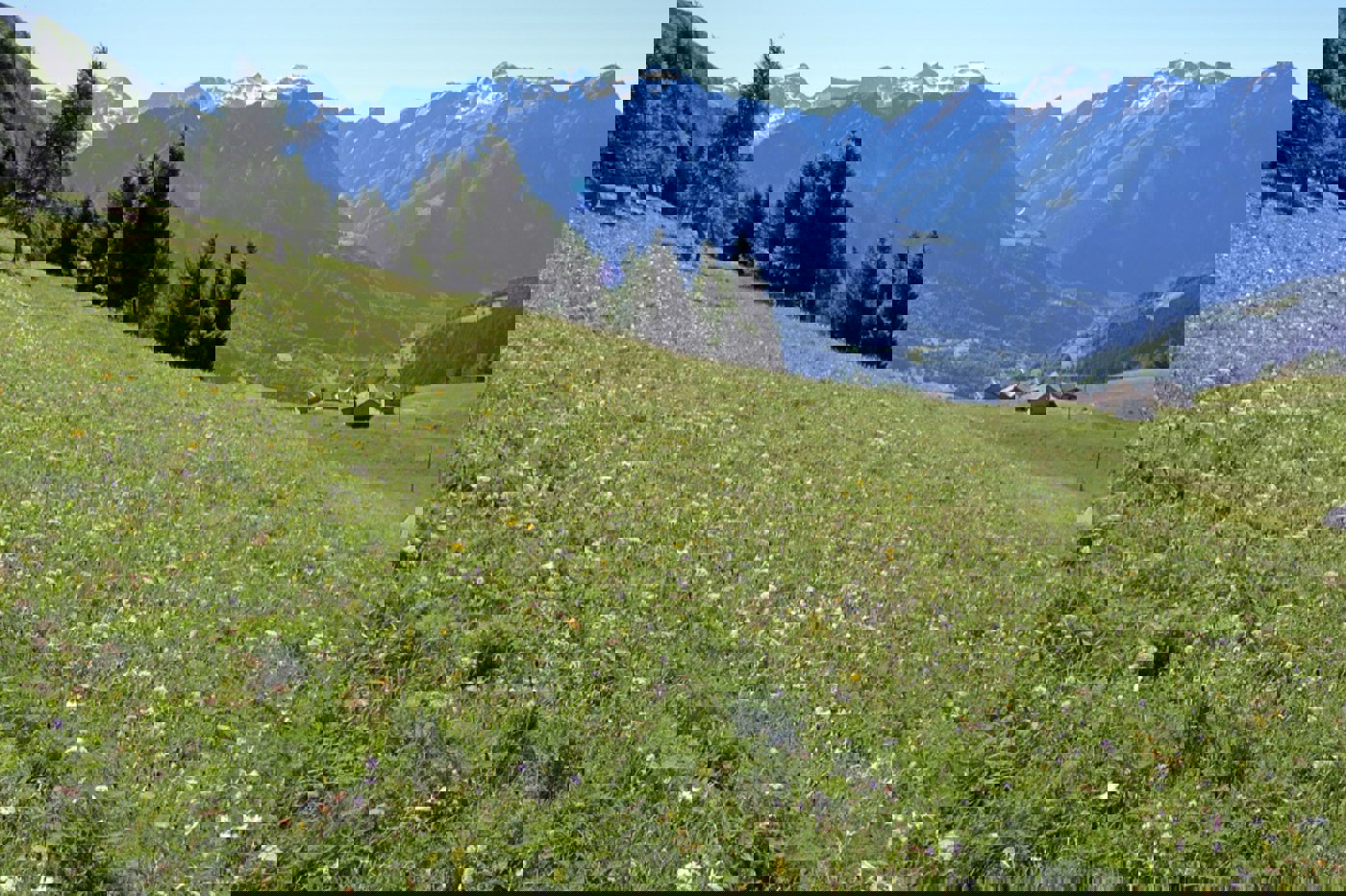 Viele Wiesen auf Dötra werden noch extensiv bewirtschaftet und erst sehr spät gemäht. Das Resultat ist eine Blumenpracht und eine sehr hohe  Vielfalt an Pflanzen und Tieren. © Franziska Andres