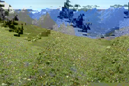 Prächtige Wiesen, schnalzende Vögel