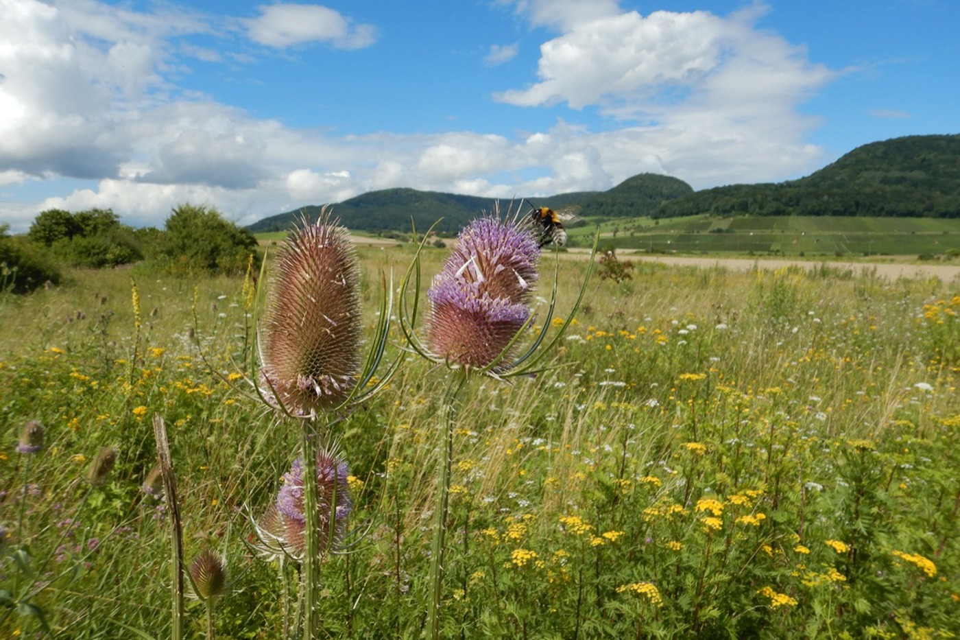 Die Vielfalt der Lebensräume bringt eine Vielfalt von Arten mit sich. Um diese zu erhalten, müssen Gebiete gemäss den Ansprüchen der hier vorkommenden Tiere und Pflanzen gepflegt werden. © BirdLife Schweiz