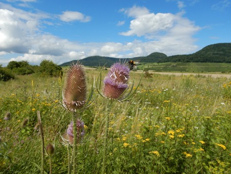Differenzierte Pflege von Lebensräumen