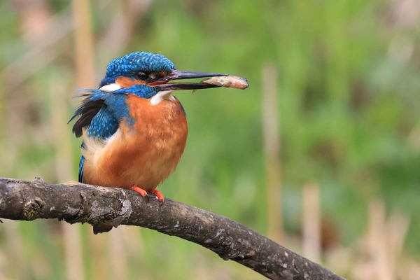 Klingnauer Eisvogel Mit Fisch Richard Buissink