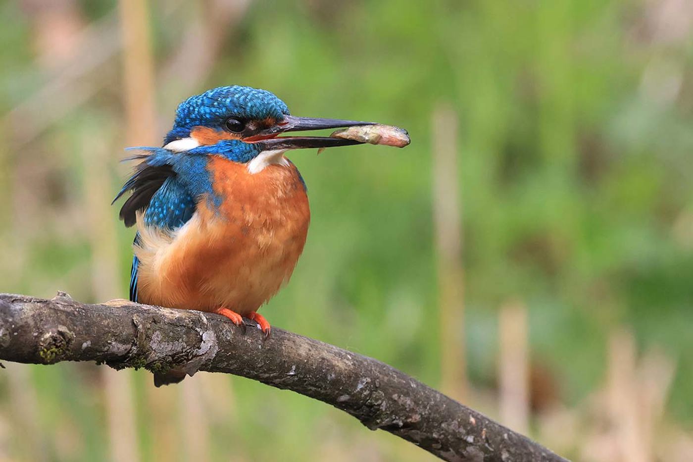 In den BirdLife-Naturzentren live zu sehen: Eisvogel. © Richard Buissink