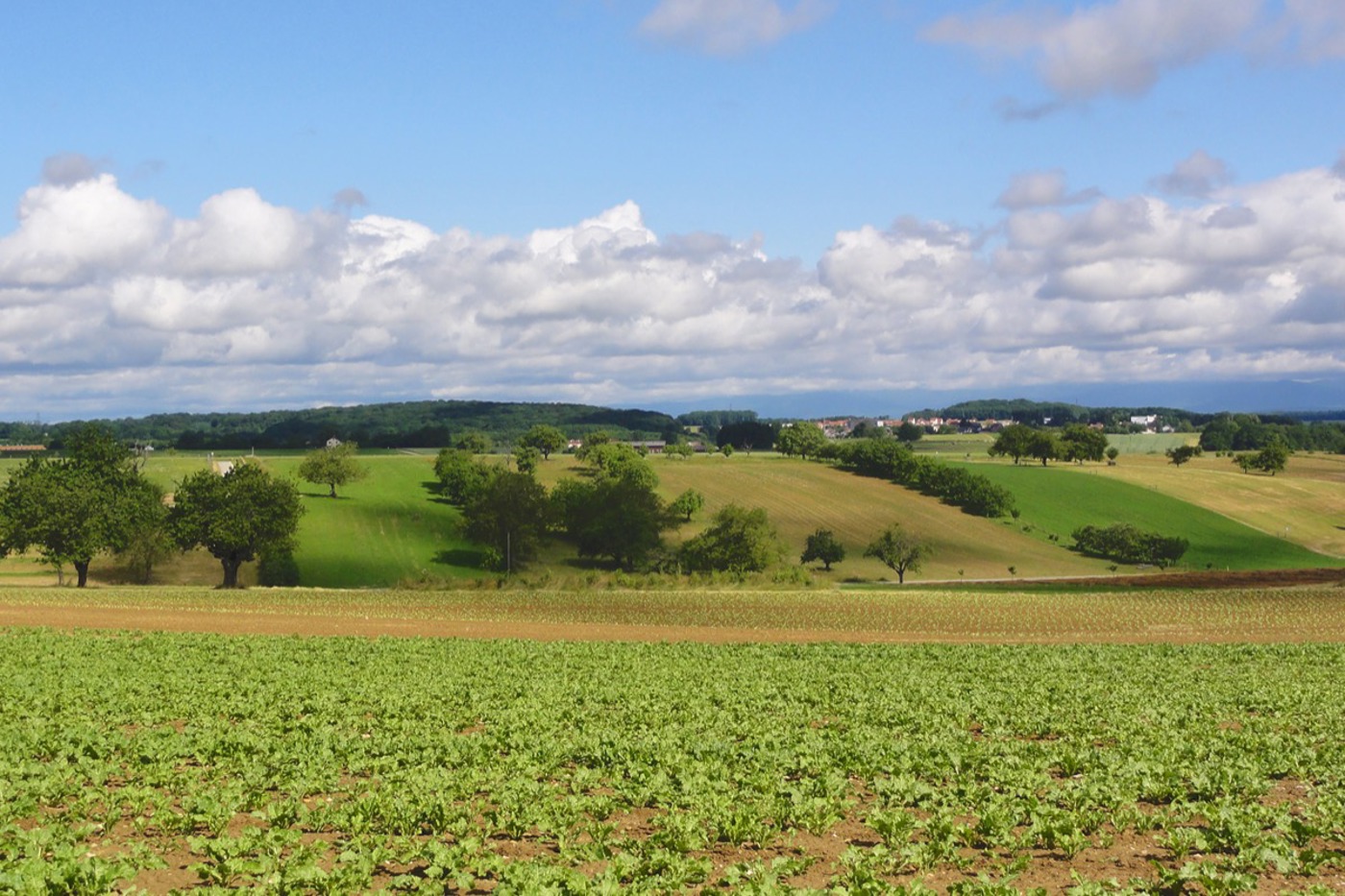 Das Habitat des Steinkauzes in der Ajoie: einigermassen reich strukturiertes Kulturland um Boncourt JU. Stimmt das Lebensnetz, profitieren neben der kleinen Eule zahlreiche weitere Arten. © Nadine Apolloni