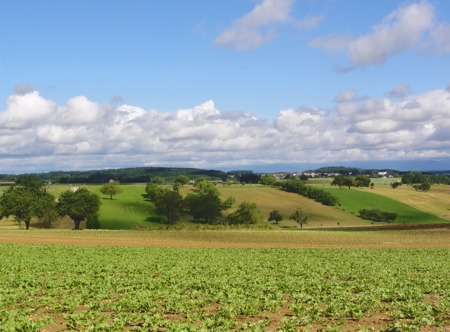 Ein Lebensnetz für Steinkauz & Co.