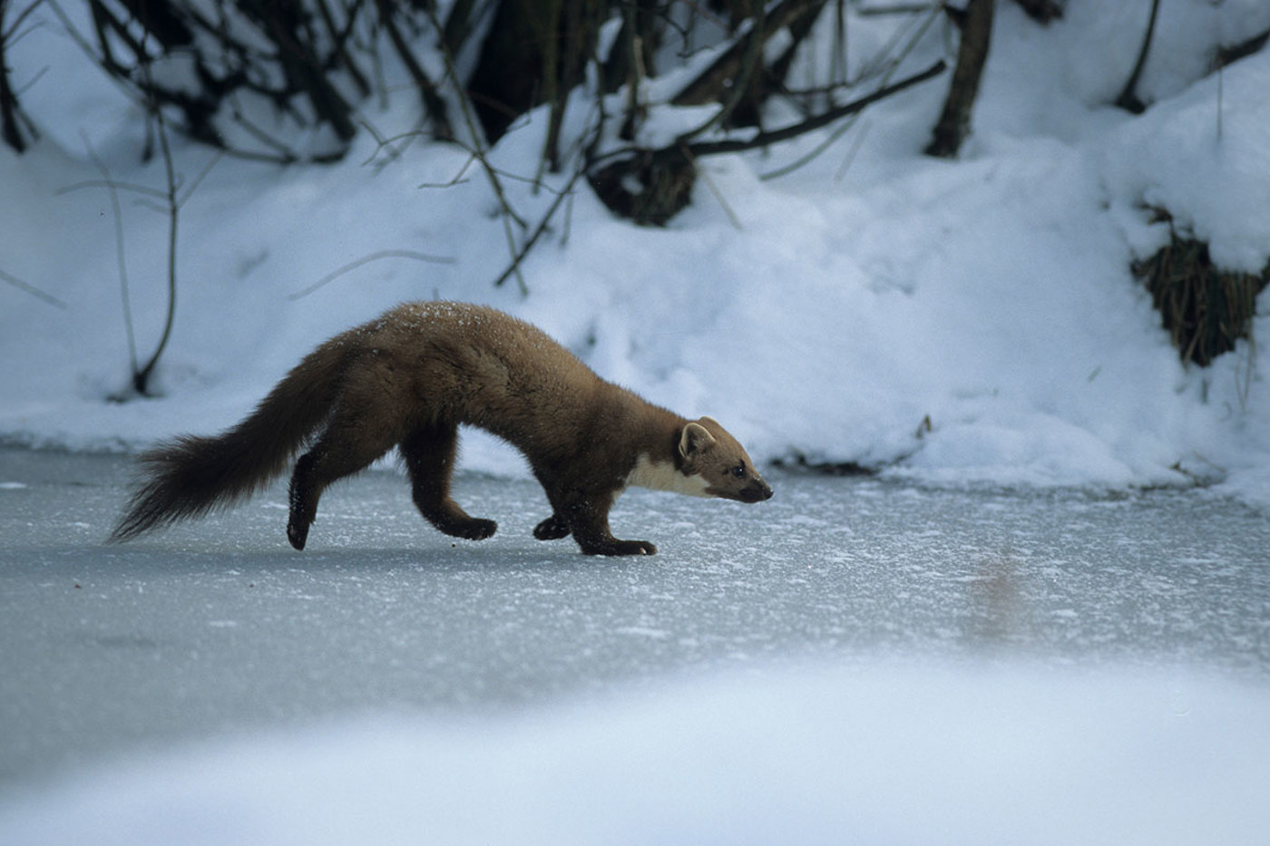 Der Baummarder ist auch bei grosser Kälte im Freien unterwegs. © Dietmar Nill