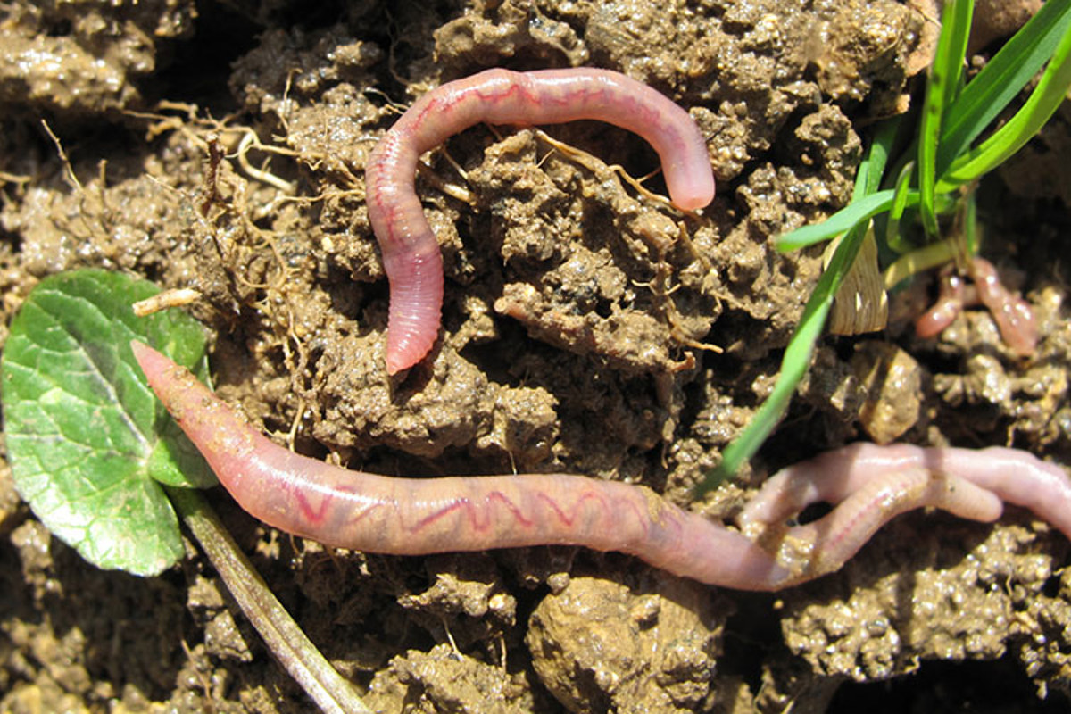 OSL Regenwurm Allrosea2 Pfiffner