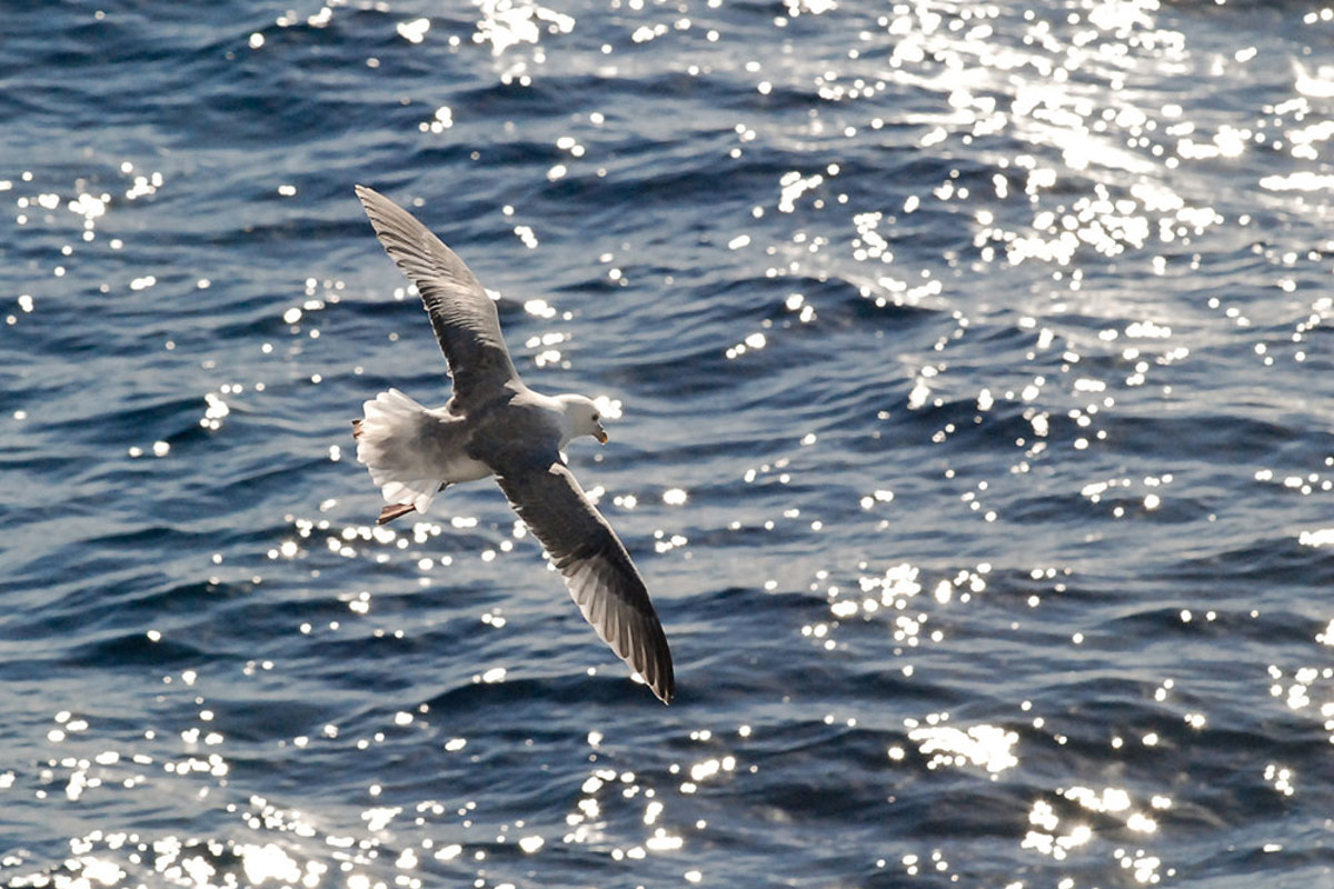 Eissturmmoewe Pbalwin