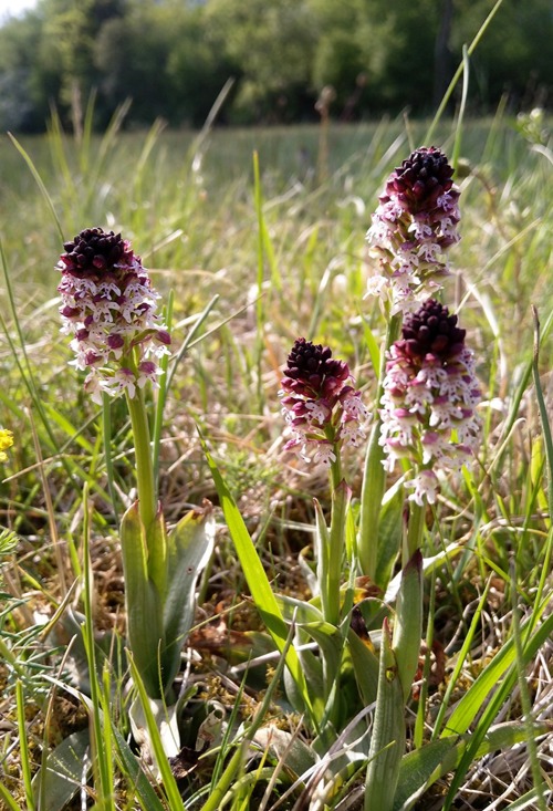 RE Neotinea Ustulata BW