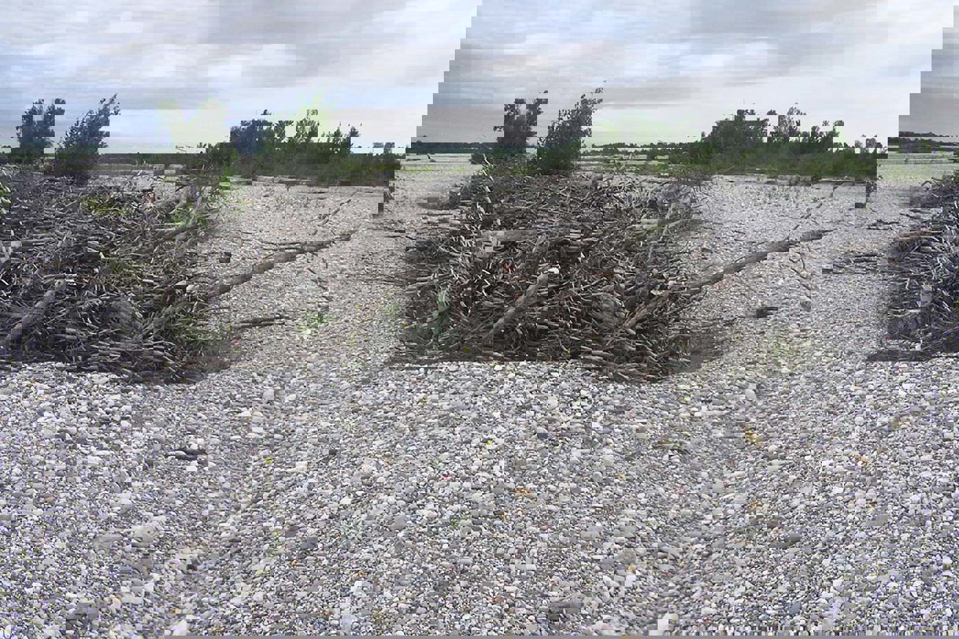 Am italienischen Fluss Tagliamento sind Schwemmholzhaufen das wichtigste Element im Landlebensraum der Amphibien. © Lukas Indermaur