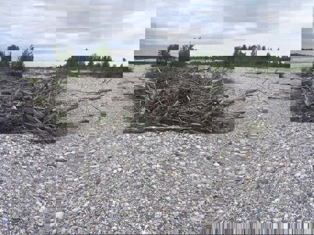 Holzhaufen: für Kröten vonnöten