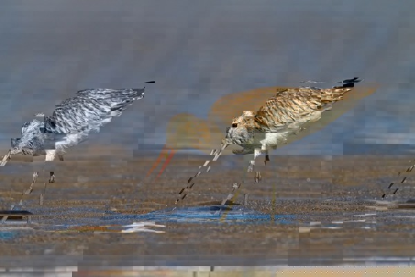 KL Pfuhlschnepfe 7D 01768 MS