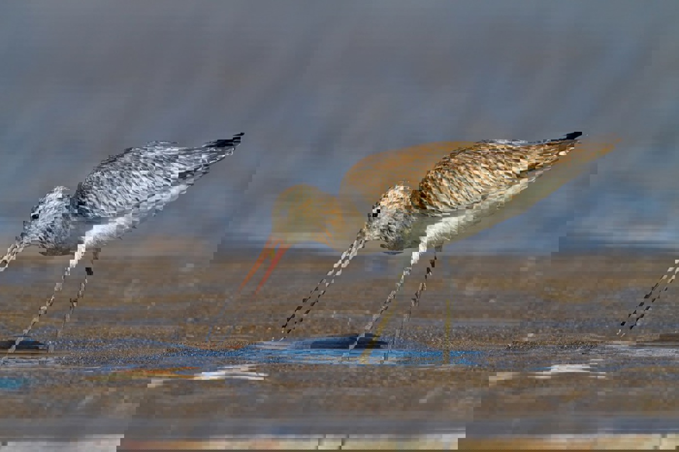 In Eile: Pfuhlschnepfen nehmen sich auf dem Frühlingszug immer weniger Zeit für einen sättigenden Zwischenstopp im Wattenmeer. © Mathias Schäf