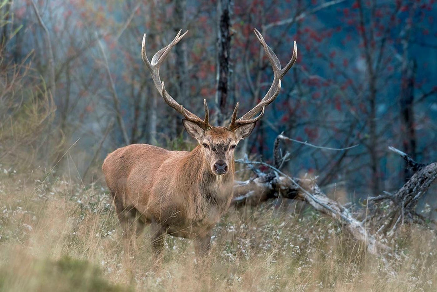 Hirsch Mauritius Images 2W9B956