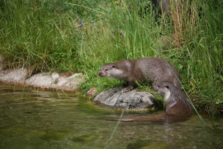 Otter, Maus und Burunduk