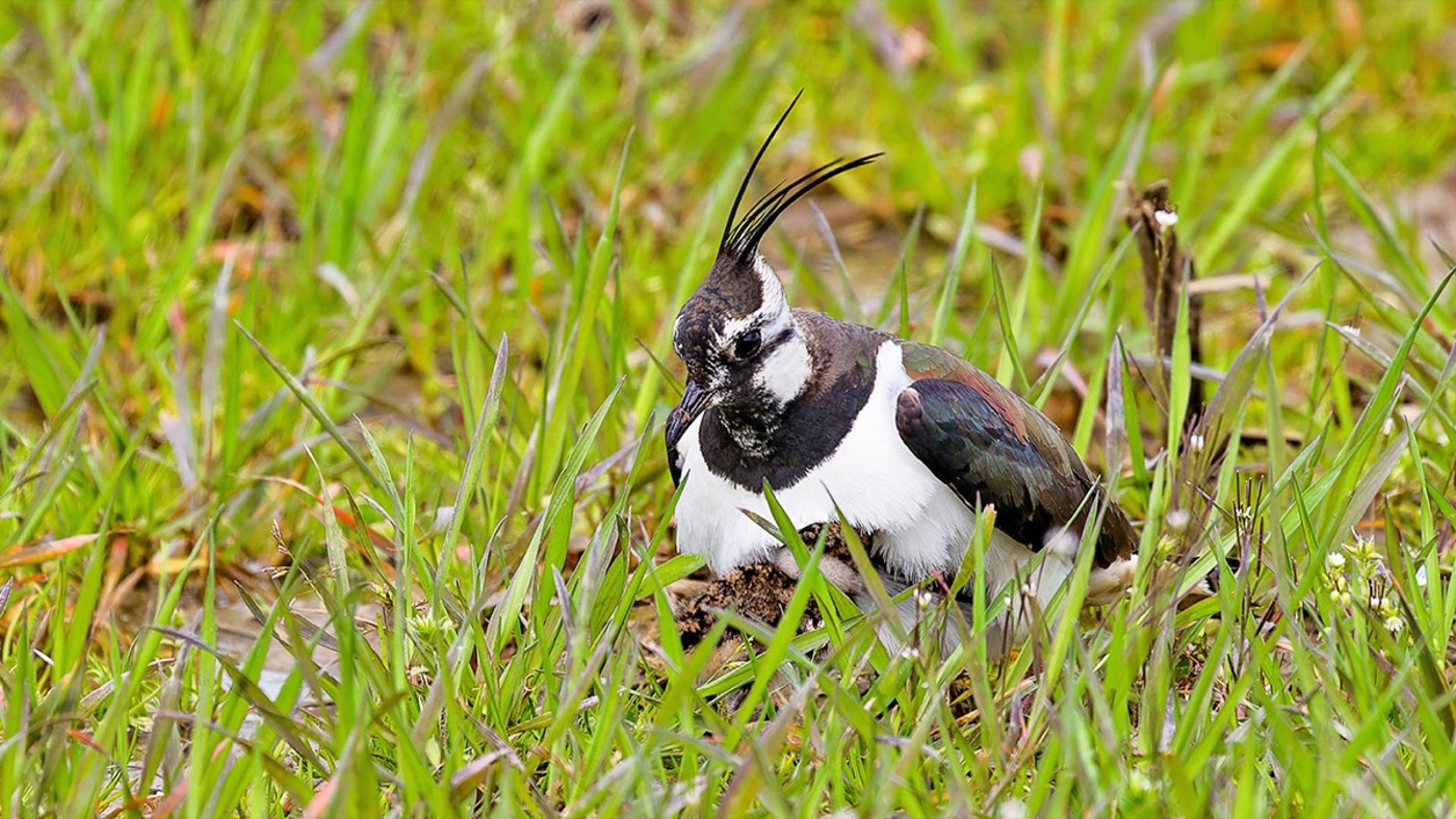 Hudern © Wendelin Kessler