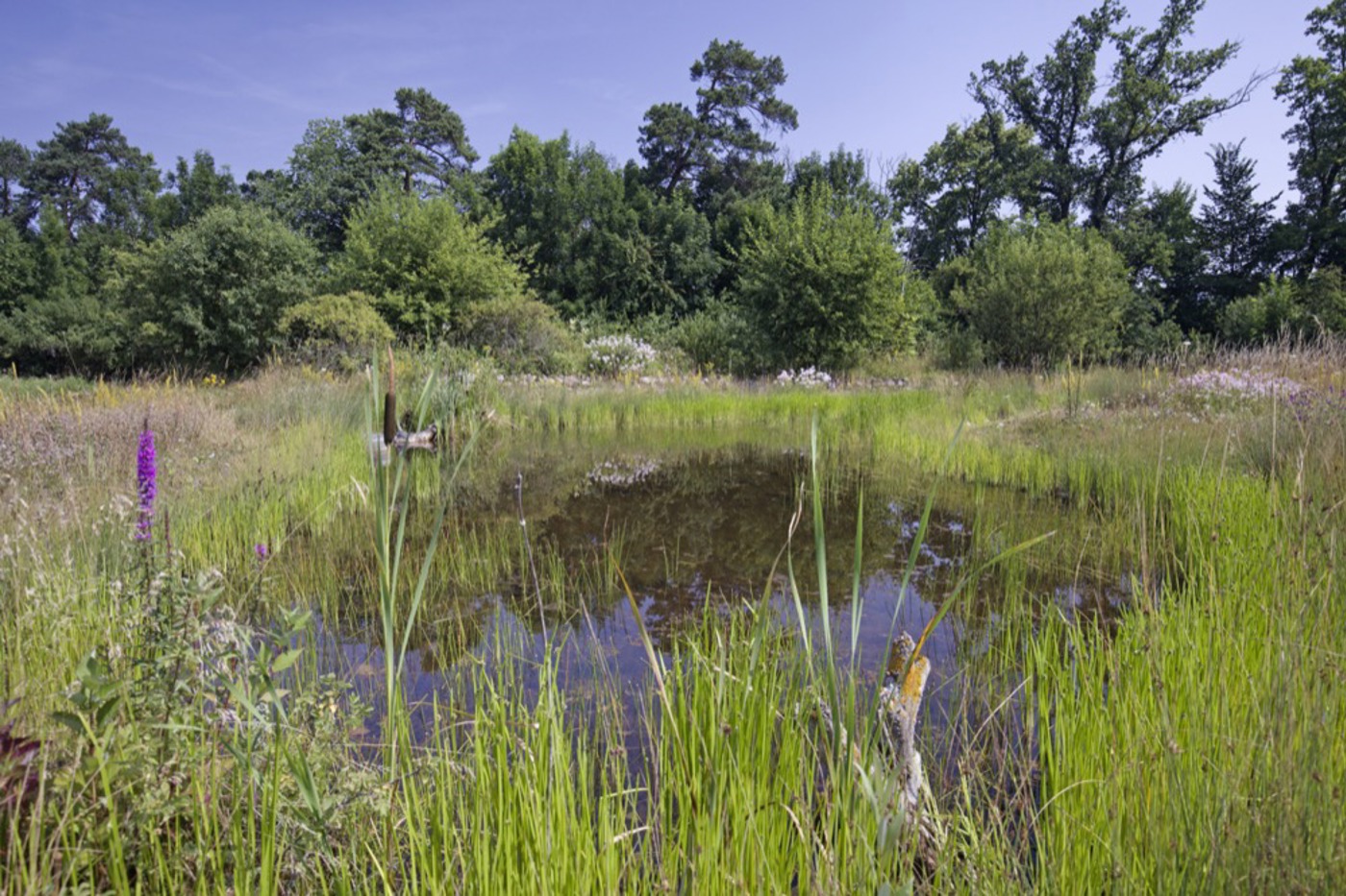 Still und scheinbar ohne Leben liegt er da, dieser Teich bei Thun. Doch wer genau hinschaut, entdeckt zahlreiche Bewohner!  © Jan Ryser