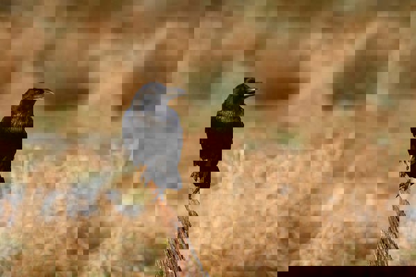 Kolkrabe Aufhaenger HG