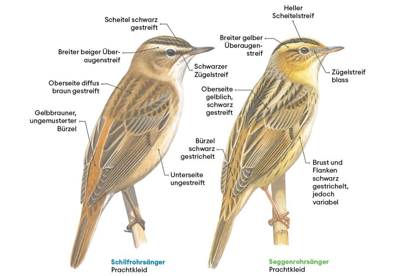 © François Desbordes