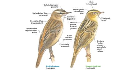 Schilf- und Seggenrohrsänger