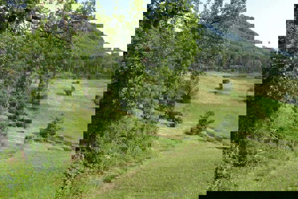 Wald Aufmacher Reserve SVS