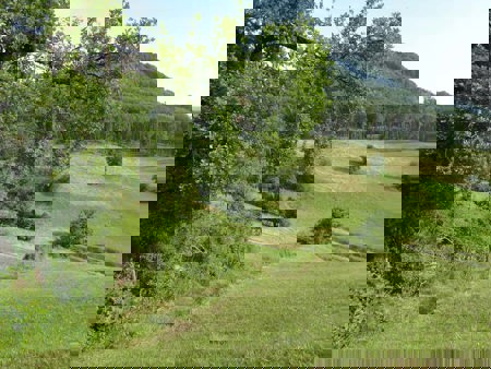 Halb Wald, halb Feld