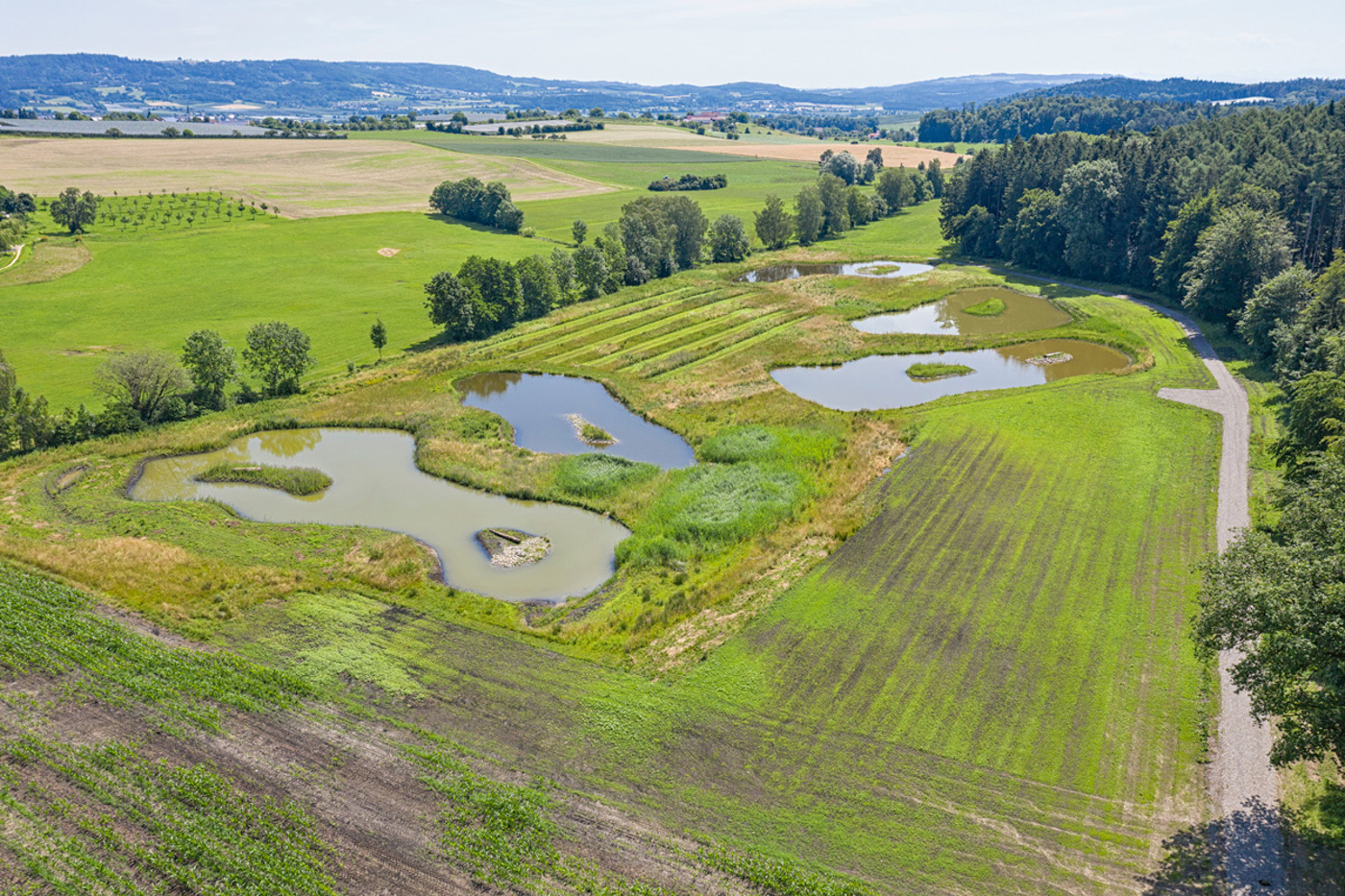 Biotop in Lippertsreute mit fünf Weihern. © Holger Spiering