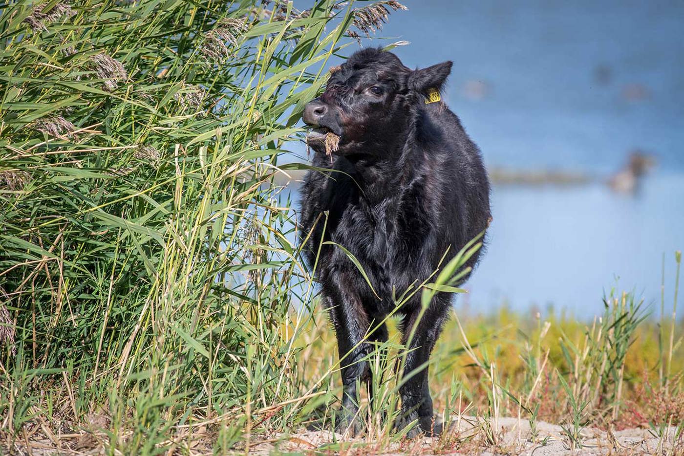 Die robusten Galloway-Rinder werden auch für die extensive Beweidung von Naturschutzgebieten eingesetzt. © Josef Senn