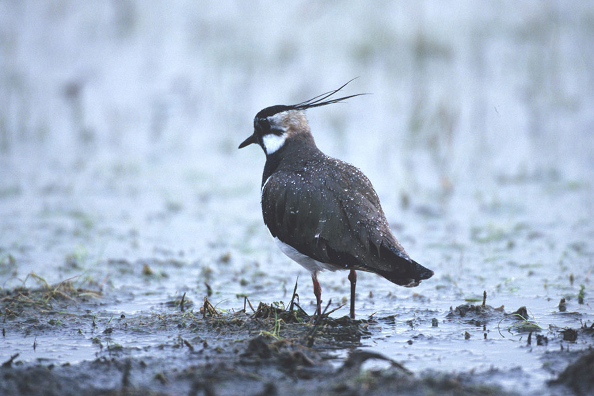Kampagnezvs Kiebitz Hglader