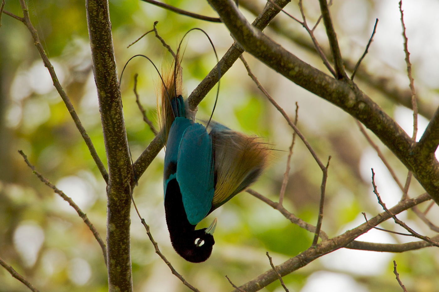 Papua Blauparadies Timlaman