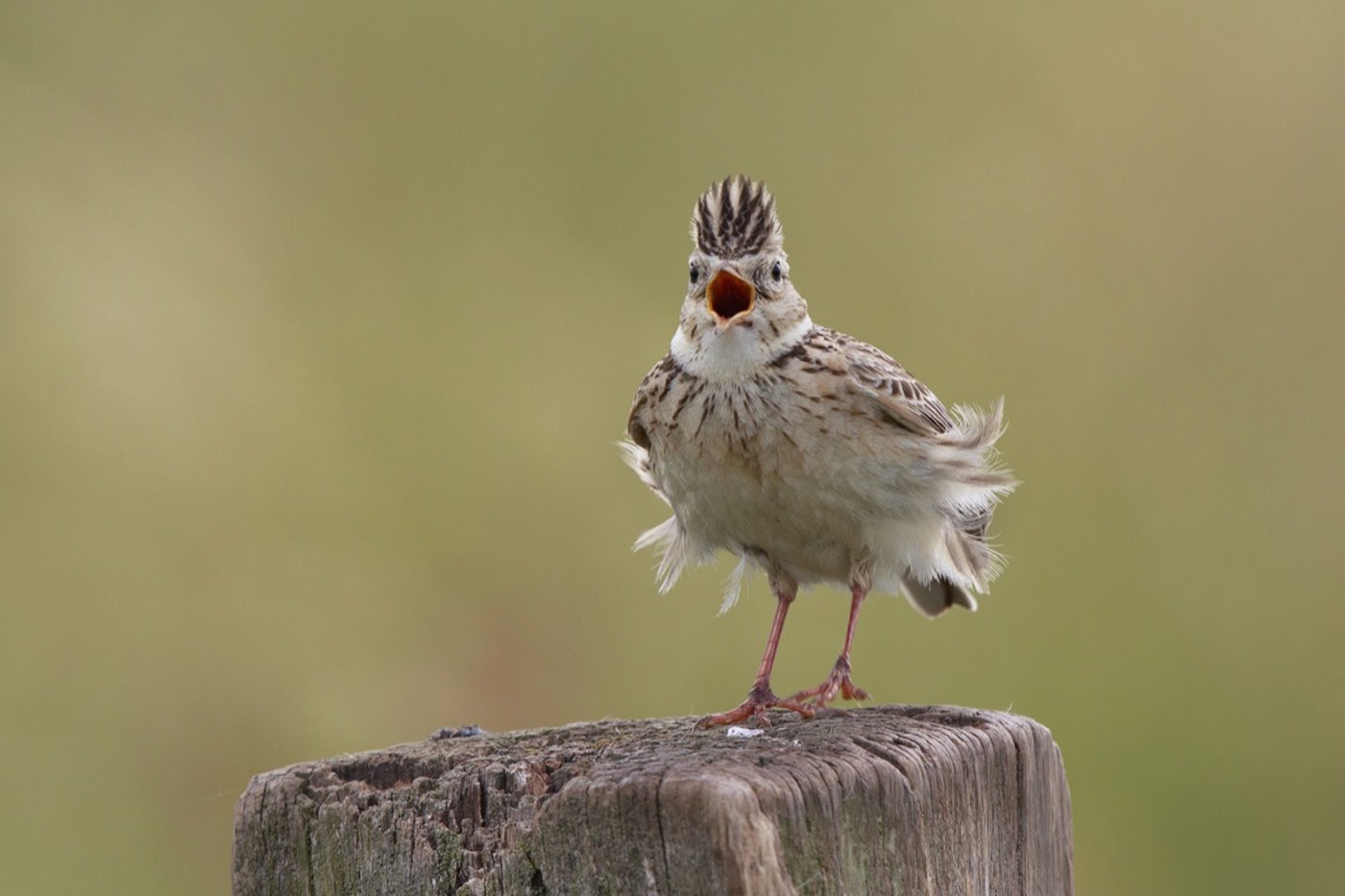 Zur Paarungszeit gibt das Männchen kräftig Gas, um das Weibchen zu beeindrucken. Neben dem minutenlangen Gesang vollführt es auch «Tanzaufführungen» mit Hüpfen und Verbeugen. © Hans Glader