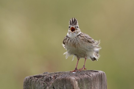 Sänger im Tarnkleid