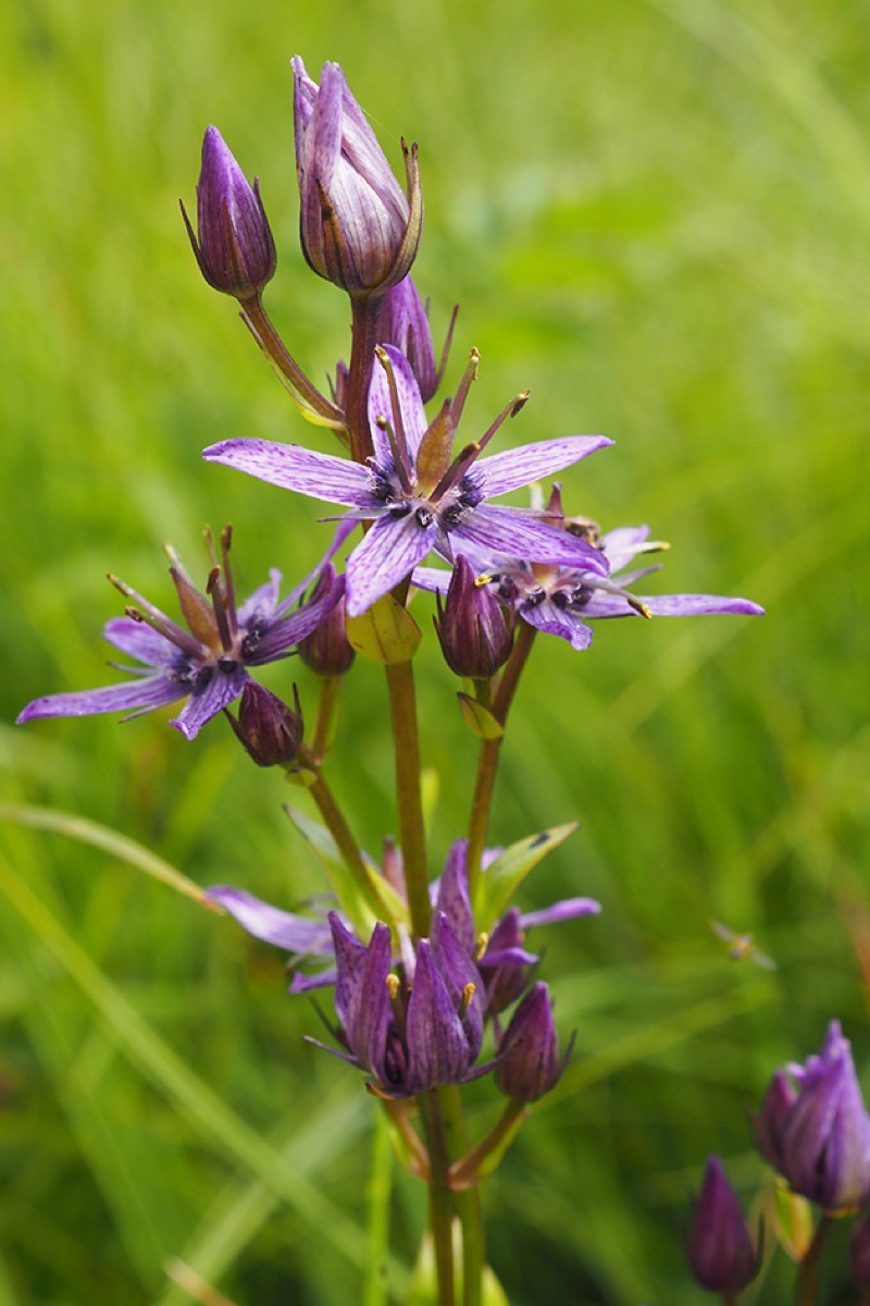 BT Lesrousses Swertia Perennis Jutzi