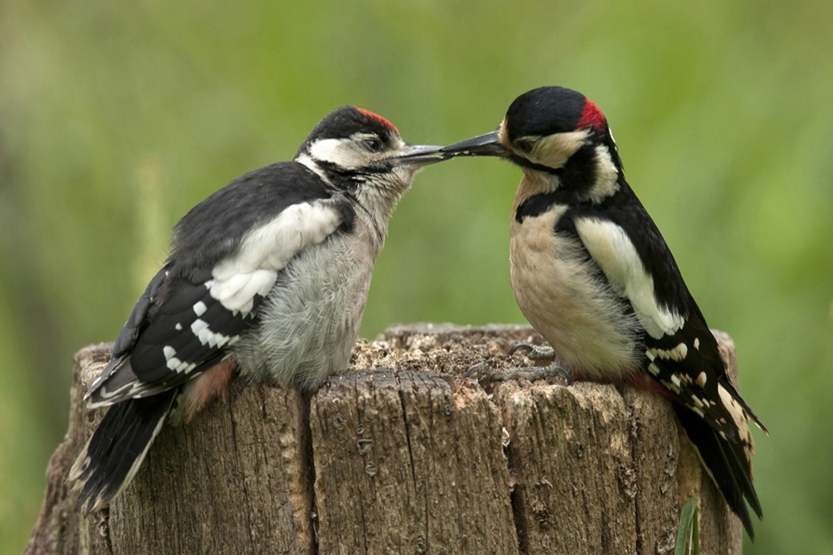 BU BLWS239625 Blickwinkel