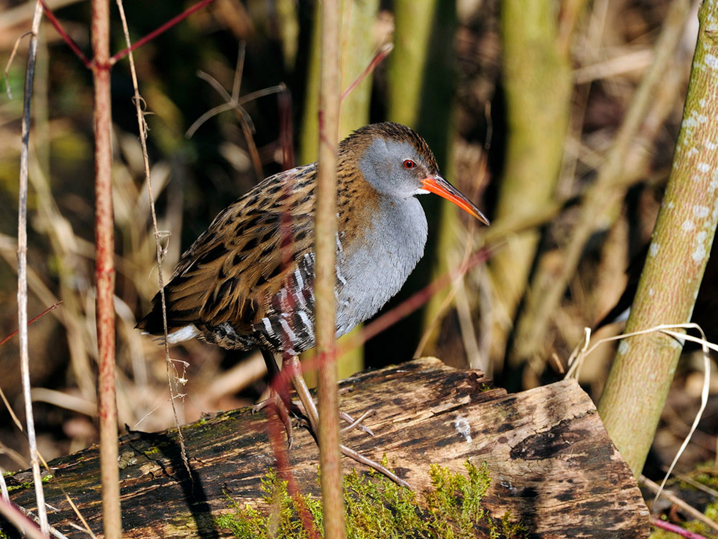KL Wasserralle Rolfkunz