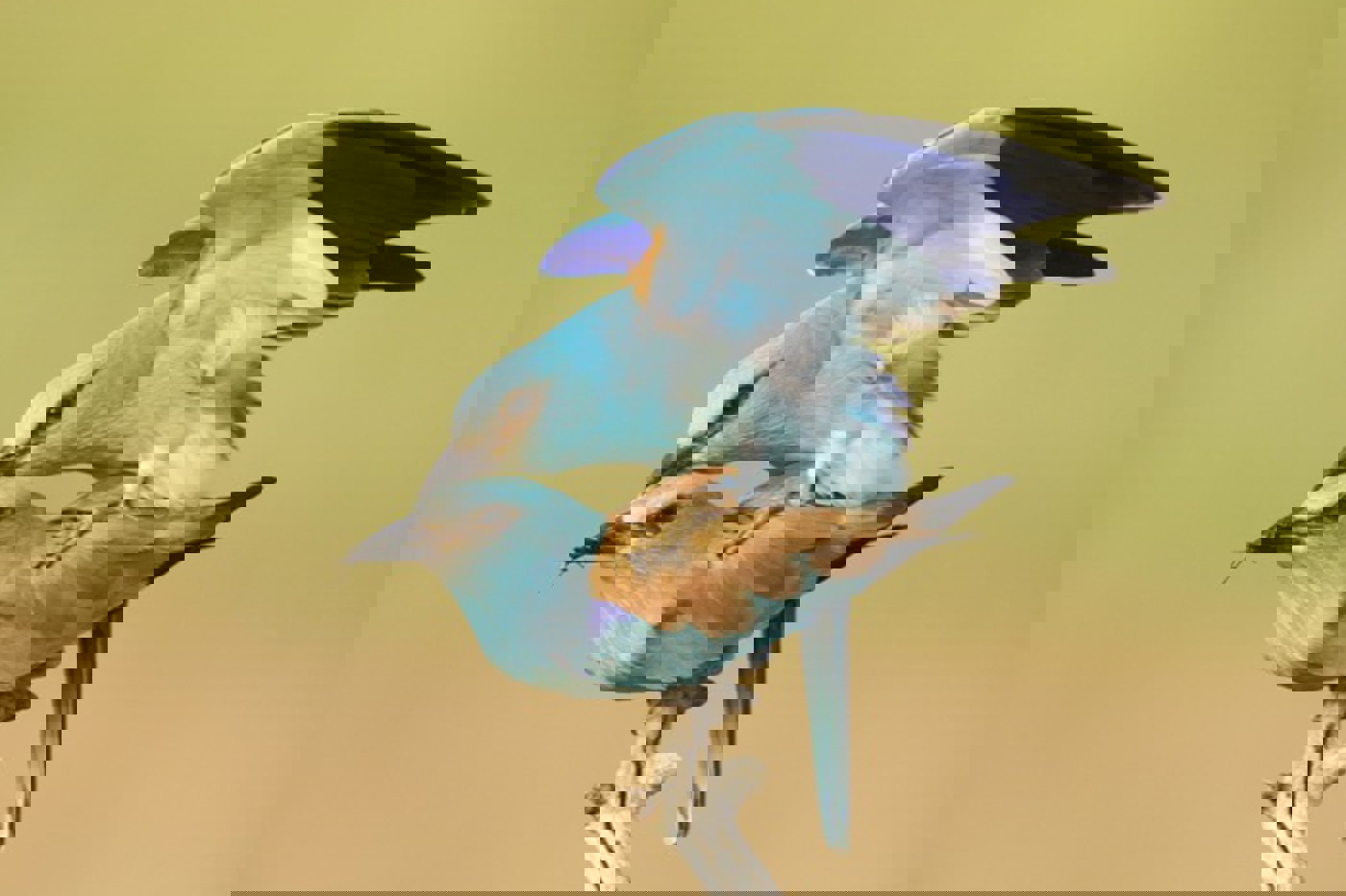 Bei den Blauracken findet die Balz und Paarbildung bereits während des Rückfluges aus den Winterquartieren statt. Doch die Paare kopulieren auch später zur Brutzeit – meist auf einer Warte in der Nähe der Höhle. © FLPA/Bill Coster/fotofinder.com