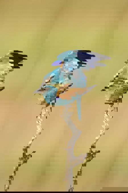 Das Liebesleben der Vögel