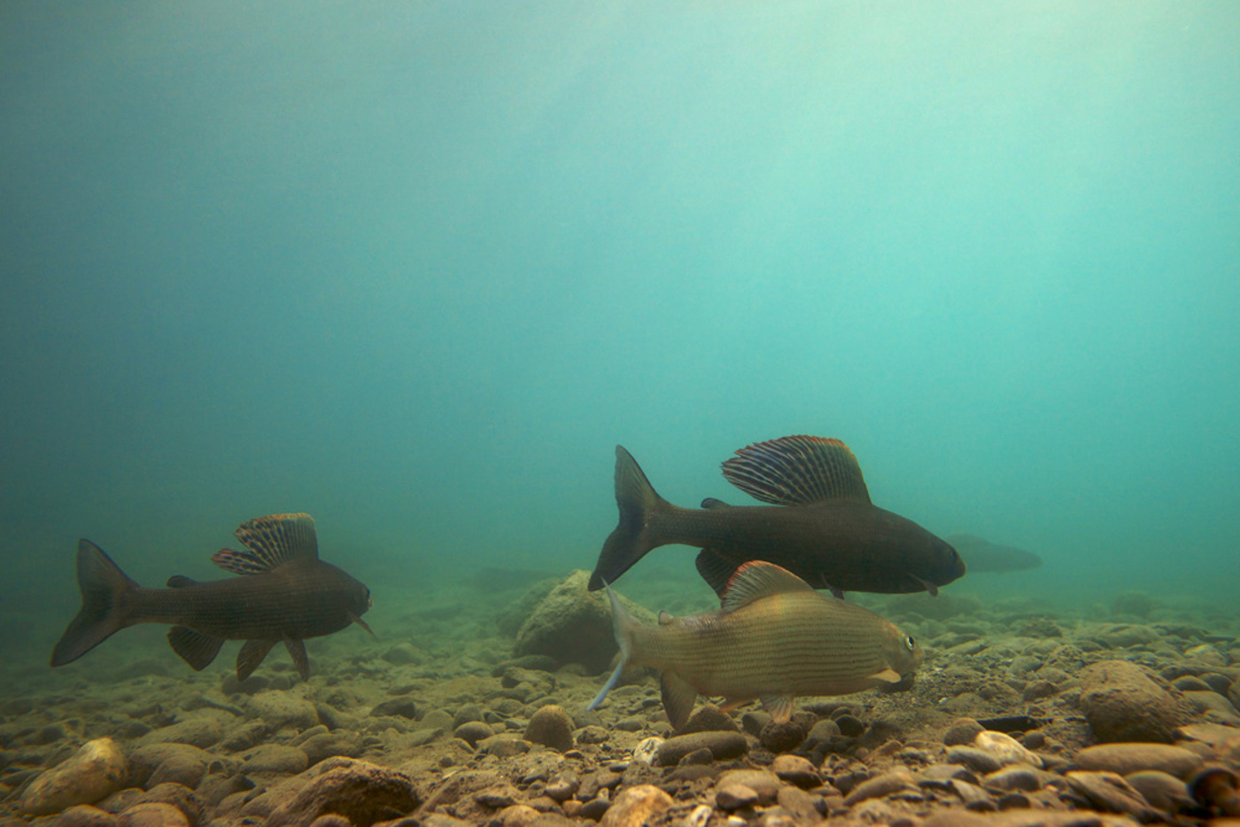 Äschen benötigen zum Laichen einen kiesigen Untergrund wie hier im Thunersee. Solche Plätze sind in der Schweiz rar geworden. © Michel Roggo