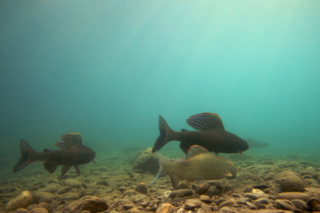 Äsche: Erholung dank Fangmoratorium