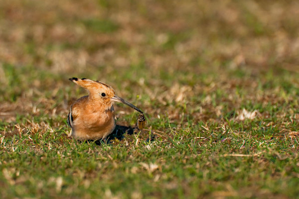 AF Wiedehopf Chmeier Malans 2